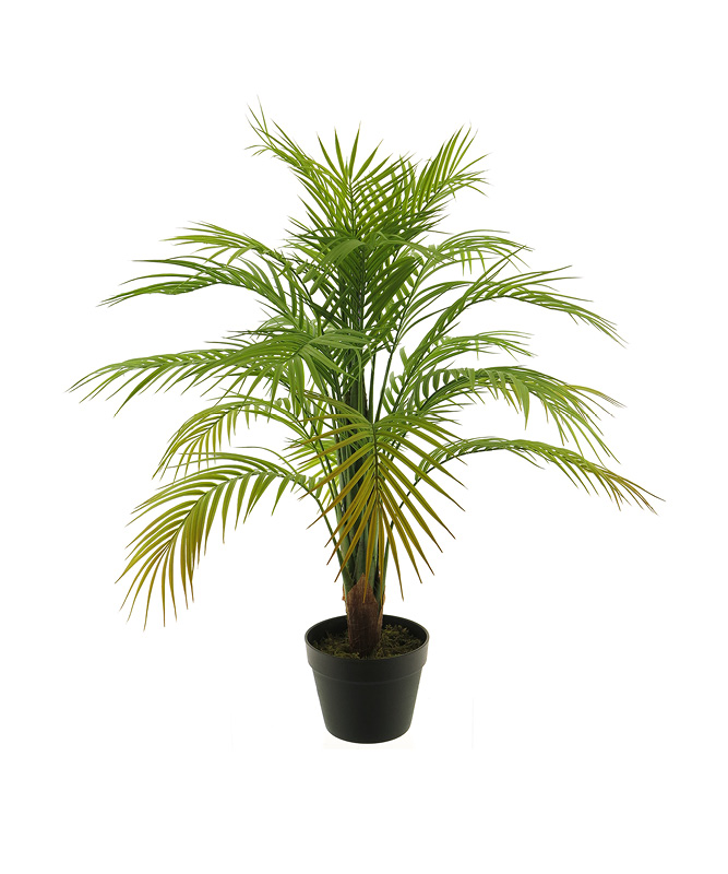 Isaa_product categorie zijden planten